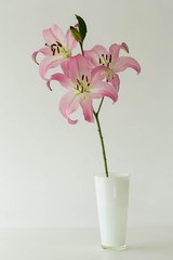 Stargazer lily in vase
