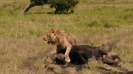 East african lion protecting his cape buffalo prey
