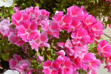 pink flowers in the garden