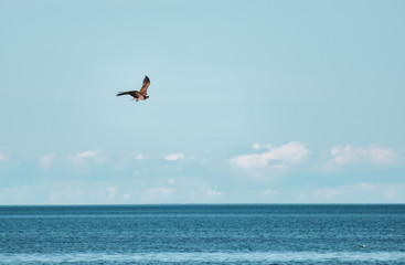 Hawk soaring above the water and hunting for fish