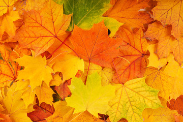 Naklejka na ściany i meble Autumn colorful leaves. Red, orange and green autumn leaves.