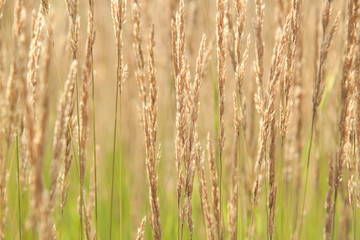 Fototapeta premium grass with panicles on a summer sunny meadow