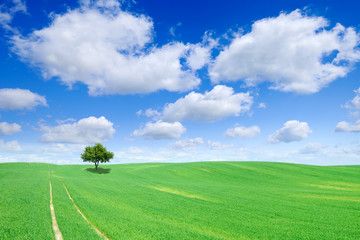 Fototapeta na wymiar Idyllic view, lonely tree on green field