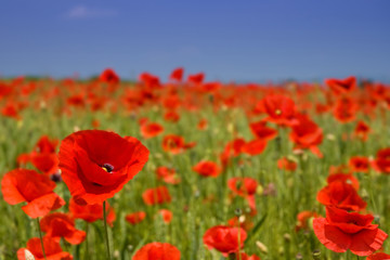 Idyllic view, meadow with red poppies