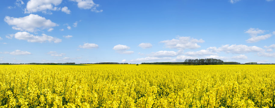 Idyllic landscape, yellow colza fields under the blue sky and wh