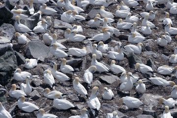 Gannets, Mating Season, Cape St Mary, Newfoundland, Canada 