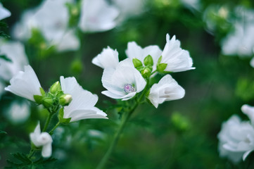 White blooming Musk Mallow in the garden - obrazy, fototapety, plakaty