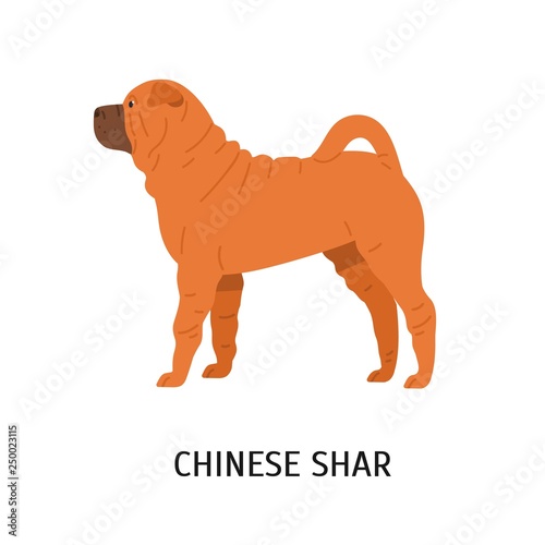 Chinese Shar Pei Cute Funny Dog Of Fighting Breed Isolated