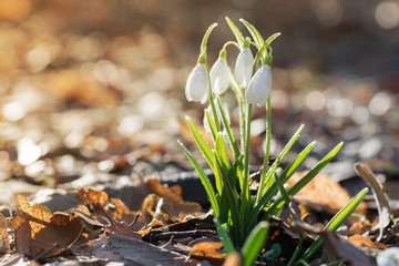 Spring flowers snowdrops (Galanthus nivalis) blooming in a beautiful sunny day Spring season