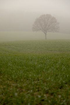 oak tree in misty field