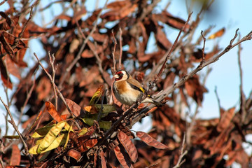 Goldfinch on the branch of a tree