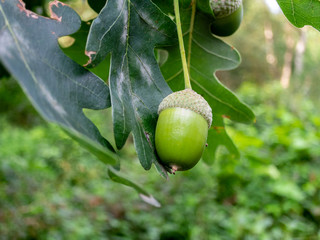 Close-up of acorn