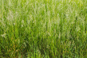 Natural pattern background of green plants