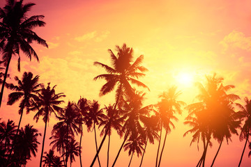 Fototapeta na wymiar Tropical shore. Sunset beach palm tree silhouettes and sun down.