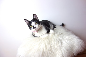 tuxedo cat on white background