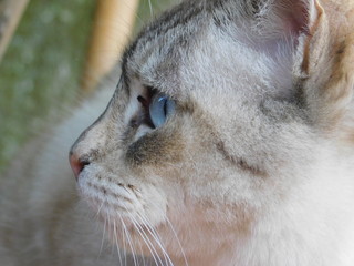 gattina dolce
