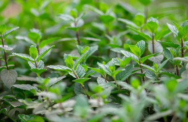 Fototapeta na wymiar Wild Peppermint (Mentha piperita, also known as Mentha balsamea Wild) grown at greenhouse Peppermint
