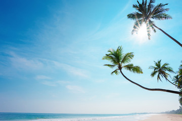 Palm trees on tropical shore. Remote island beach sunny summer getaway.