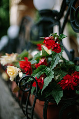 Fototapeta na wymiar Red flowers