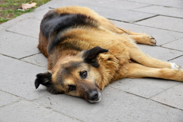 dog lying on the floor