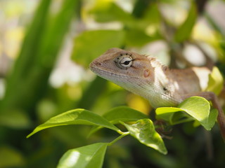 Thai Chameleon on Tree