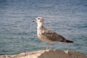 Sea gull sitting on the rocks by the sea. Close-up
