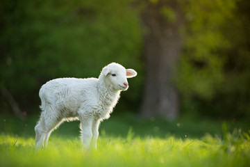 cute little lamb on fresh spring green meadow during sunrise
