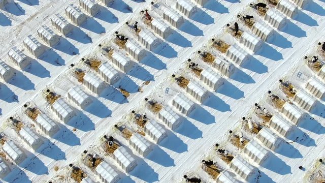 Aerial view of orderly community of calf hutches in Winter snow.