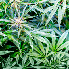 Grüne Cannabis Sativa Pflanzen mit sichtbaren Blüten