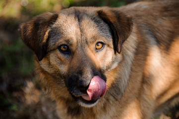 Cute brown ginger homeless dog looking at camera with tongue out