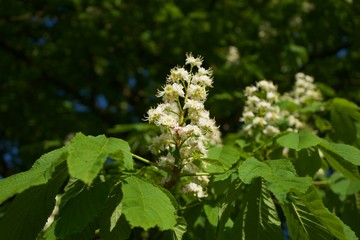 white flowers in the garden