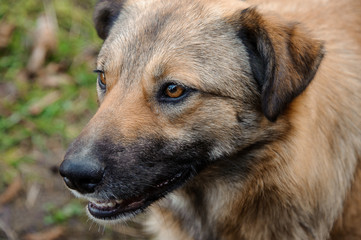Brown ginger homeless dog looking away outside