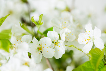 Macro photo of cherry blossoms