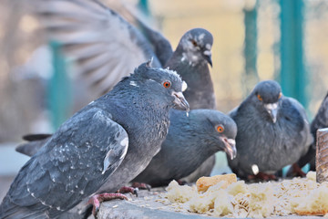 Wild city pigeons on a winter day