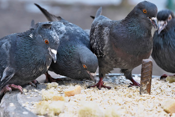 Wild city pigeons on a winter day