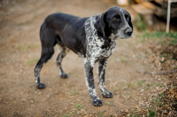 Cute black and white homeless dog standing on the ground and looking at camera