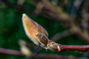 White magnolia blossom at the early spring time facing the sun light in the garden