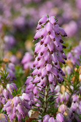 Closeup view of violet calluna vulgaris flowers