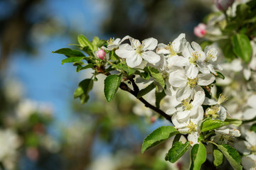 Spring blossom branches