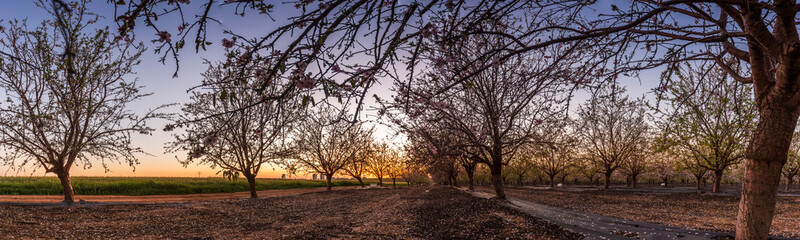 autumn in the field, Israel