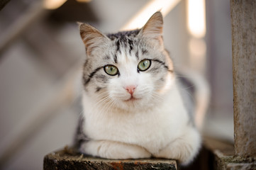 Cute gray and white cat with the light green eyes lying on the wooden board and looking at camera