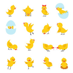 Cute chicks. Cartoon easter baby chickens with eggs. Funny yellow chick vector isolated characters. Illustration of chicken easter, little baby bird in eggshell