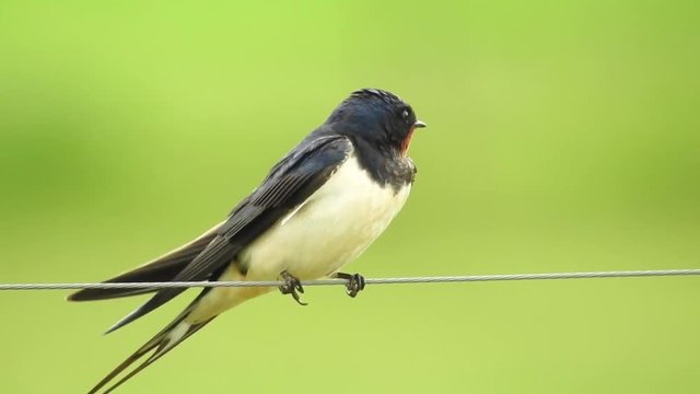 Rauchschwalbe&nbsp;(Hirundo rustica)