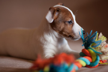 A small puppy Jack Russell Terrier with brown speck on muzzle