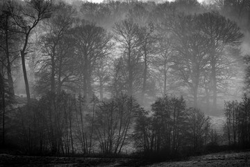 trees in fog black and white