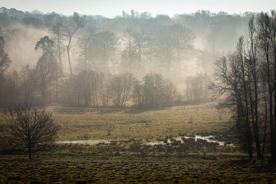 trees and field in morning mist 