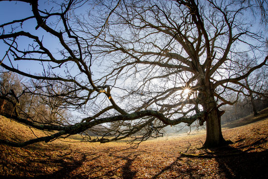 oak tree with sunburst