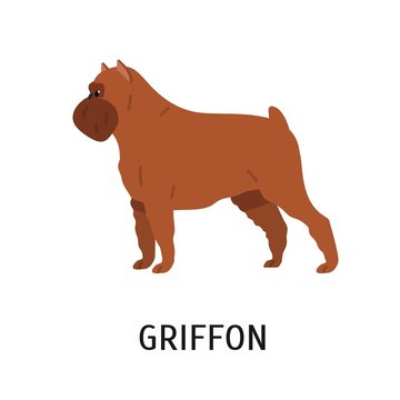Griffon Bruxellois or Brussels Griffon