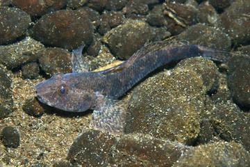 Freshwater fish Tubenose goby (Proterorhinus marmoratus) in the beautiful clean river. Underwater shot in the Danube river. Wild life animal. Invasive species brackish and saltwater fish Tubenose goby