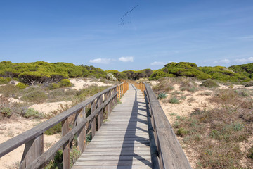 Fototapeta premium Wooden pathway over dunes and pines at beach in Punta Umbria, Huelva. Los Enebrales beach